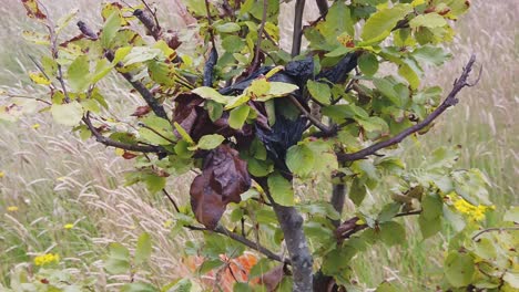 a black plastic bag wrapped around branches