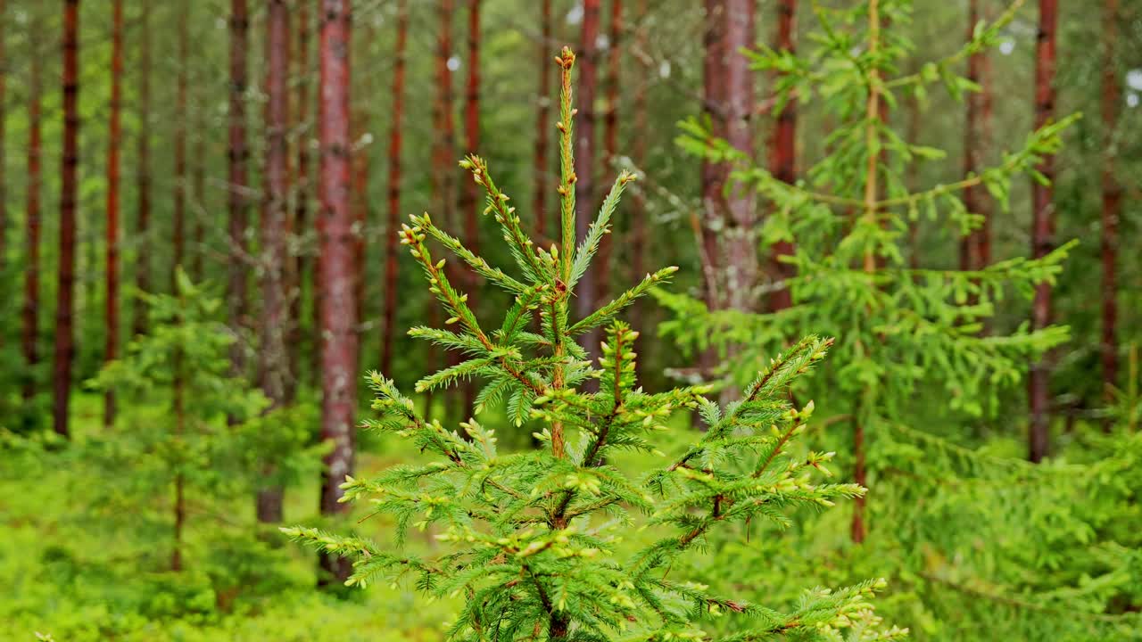 Spruce buds begin to open in Latvian forest captured in slow zoom close-up style