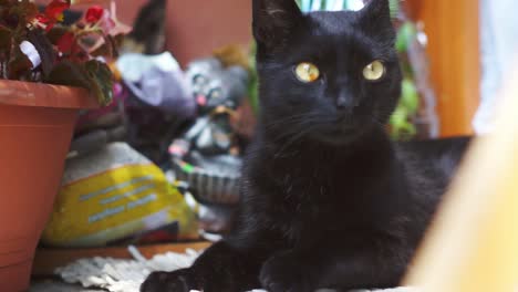 cute and curious black cat with golden eyes standing up to the camera