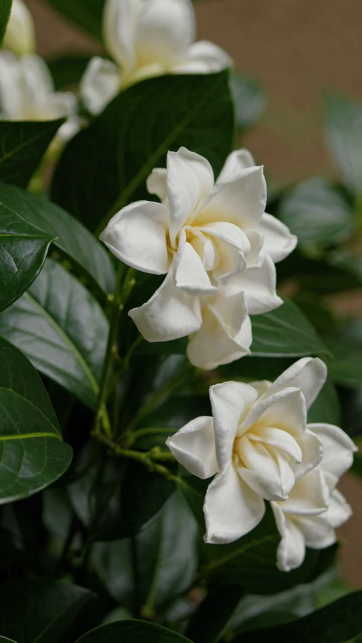 Ângulo de vídeo em close-up de flores brancas desabrochando com folhas verdes brilhantes, capturando a beleza natural