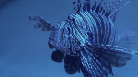 lionfish in an aquarium