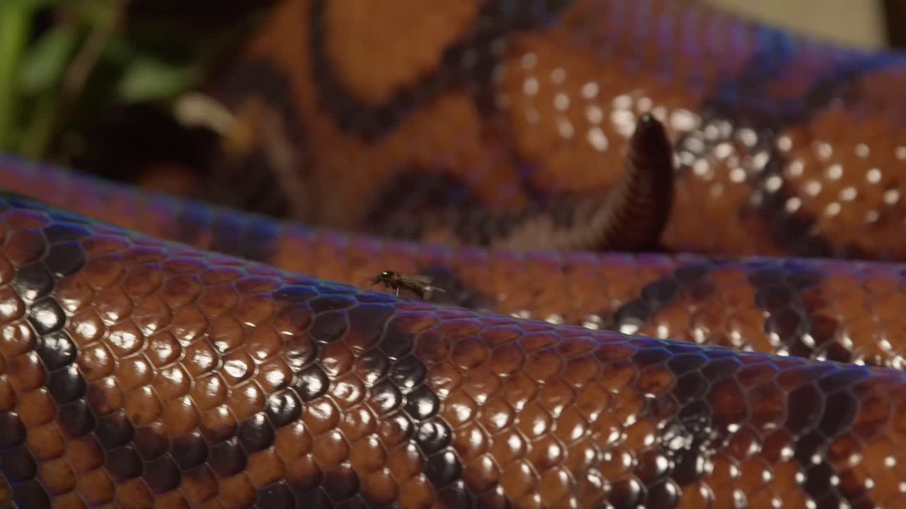 A close up following shot of a fly walking along the back of a large rainbow boa snake