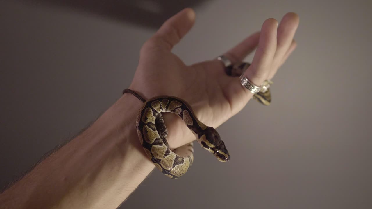 bebé phyton moviéndose alrededor de las manos