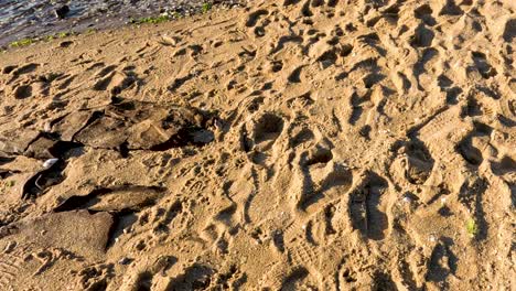 footprints scattered across sandy brighton beach