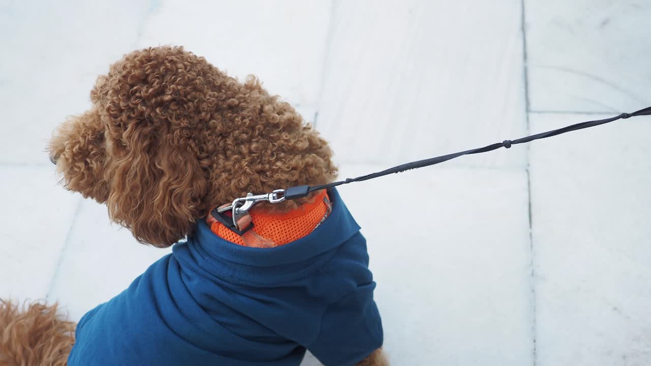 очаровательный коричневый пудель в синем свитере, которого ходит его владелец