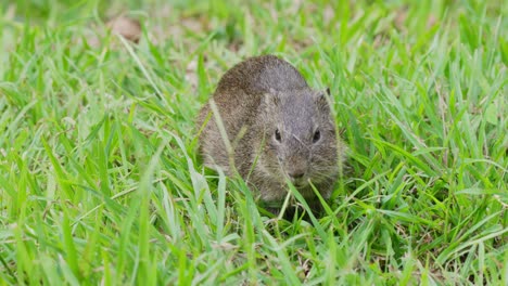 Herbivore-brazilian-guinea-pig,-cavia-aperea,-feeding-on-delicious-grass,-munching-nonstop-on-the-green-grassy-field-during-daytime,-close-up-static-shot