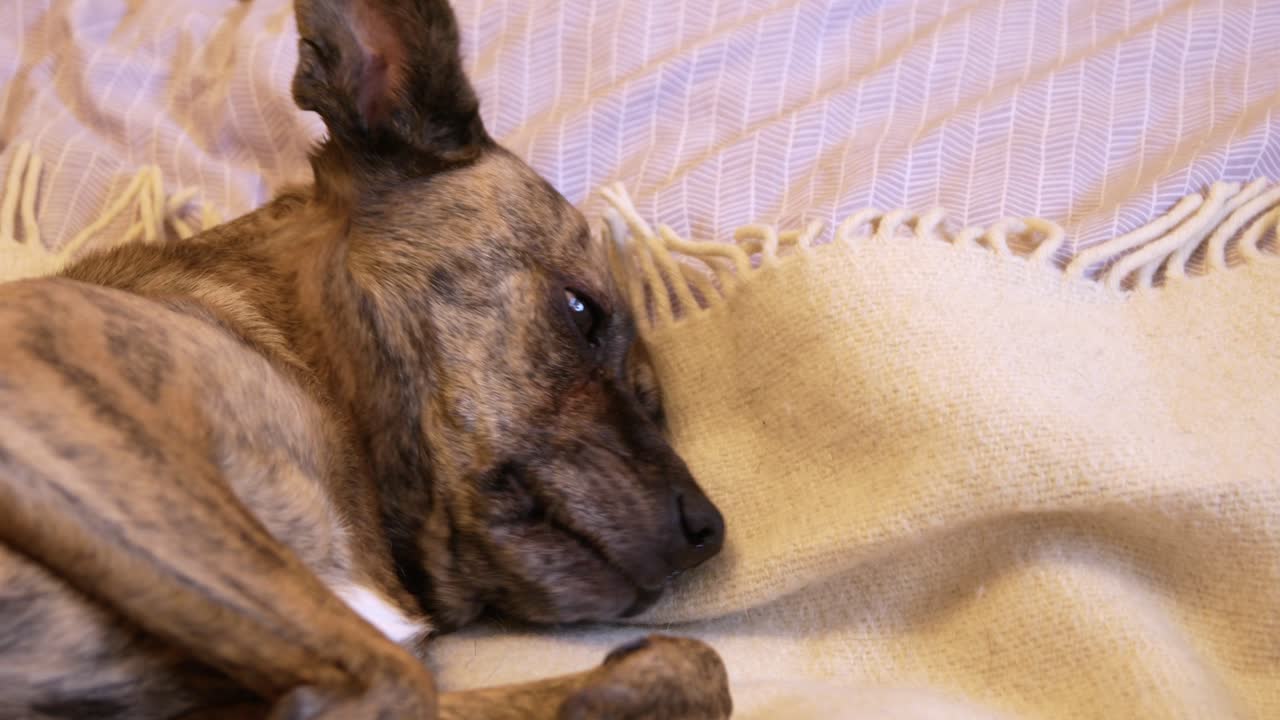 lazy dog lies on the bed and getting ready to sleep licks the blanket