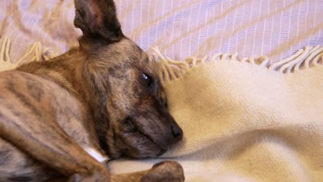 lazy dog lies on the bed and getting ready to sleep licks the blanket