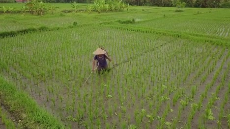 balinese farmer spraying rice paddy