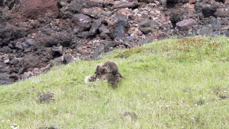 Family-of-two-polar-foxes-playing-gently-on-green-meadow-in-stable-shot