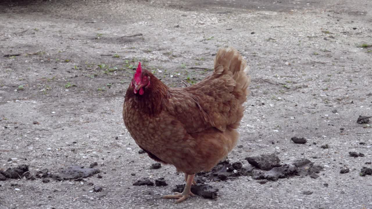 A lonely chicken is looking for some food in between pieces of mud