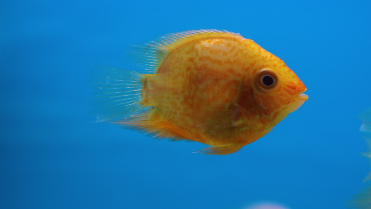 A cute and beautiful golden fish in an aquarium. Static shot.