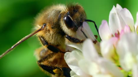 macro of honey bee sucking nectar on flower