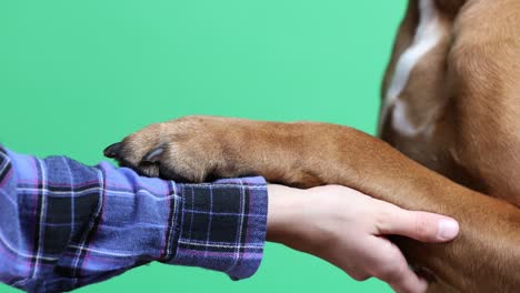 dog's paw in human's hand.