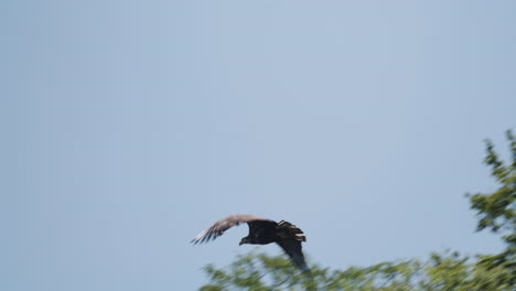 imágenes en cámara lenta de un águila calva juvenil despegando de una rama de árbol y volando en un día soleado