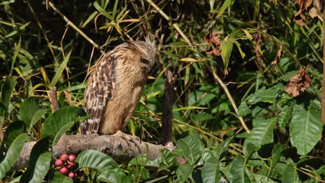 facing to the right then turns its head as a leaf falls, buffy fish owl ketupa ketupu, thailand