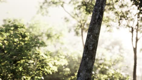 sunbeams pour through trees in misty forest