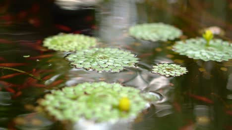 4k shot of beautiful special species of geometric water lilies leaf floating in pond with small fish swimming under