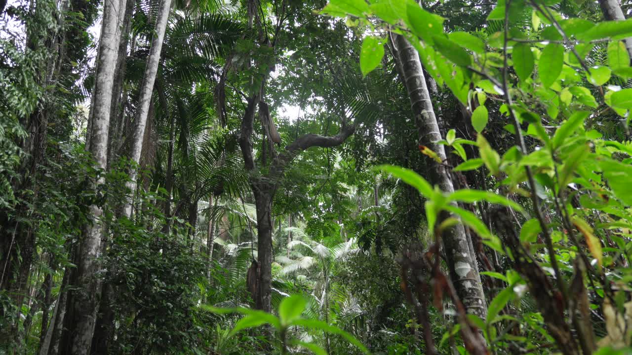 Scenic rainy jungle tree forest in Wollumbin national park, Australia.