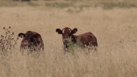 Cattle-feeding-in-long-grass-in-the-Scenic-Rim,-Queensland,-Australia