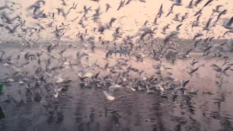 Bandada-De-Gaviotas-Durante-El-Amanecer-En-El-Ghat-Del-Río-Yamuna-Con-Botes,-Aves-Migratorias,-Delhi,-India