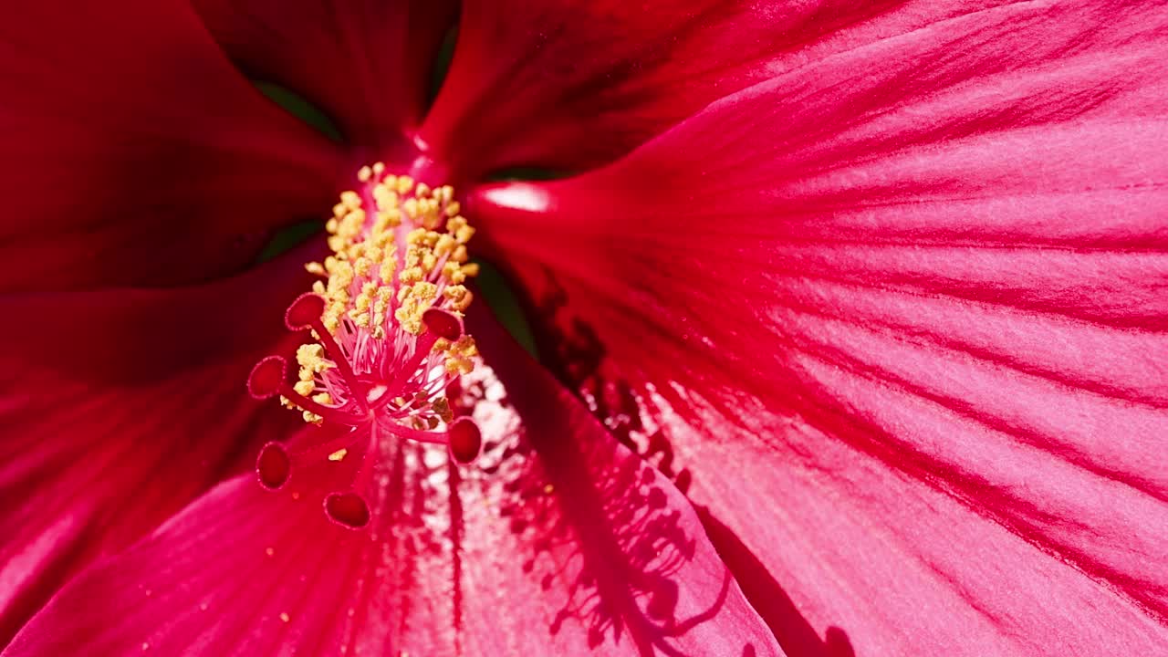 Detailed view of a hibiscus flower's stamen and vibrant red petals, showcasing intricate textures and colors.
