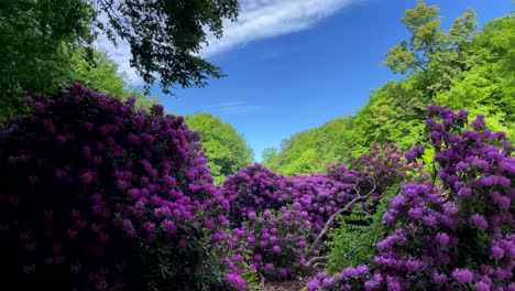 purple flower trees in the park on a sunny day