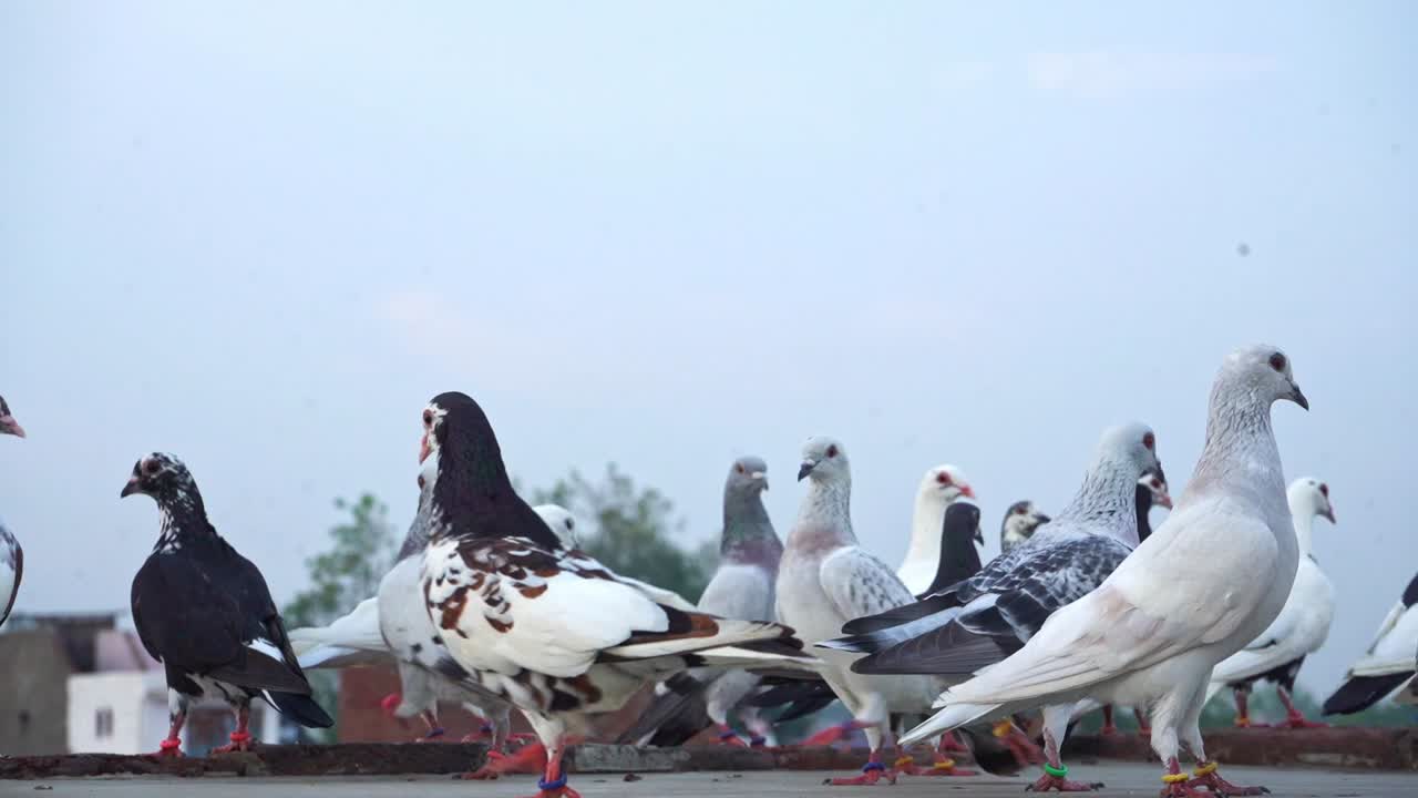 콘크리트 슬래브에 앉아 있는 국내 비둘기 - 가까이