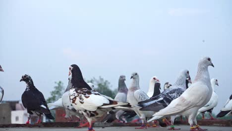 Palomas-Domésticas-Sentadas-En-La-Losa-De-Hormigón---Cerrar