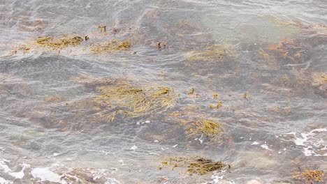 seaweed floating in coastal waters, london, england