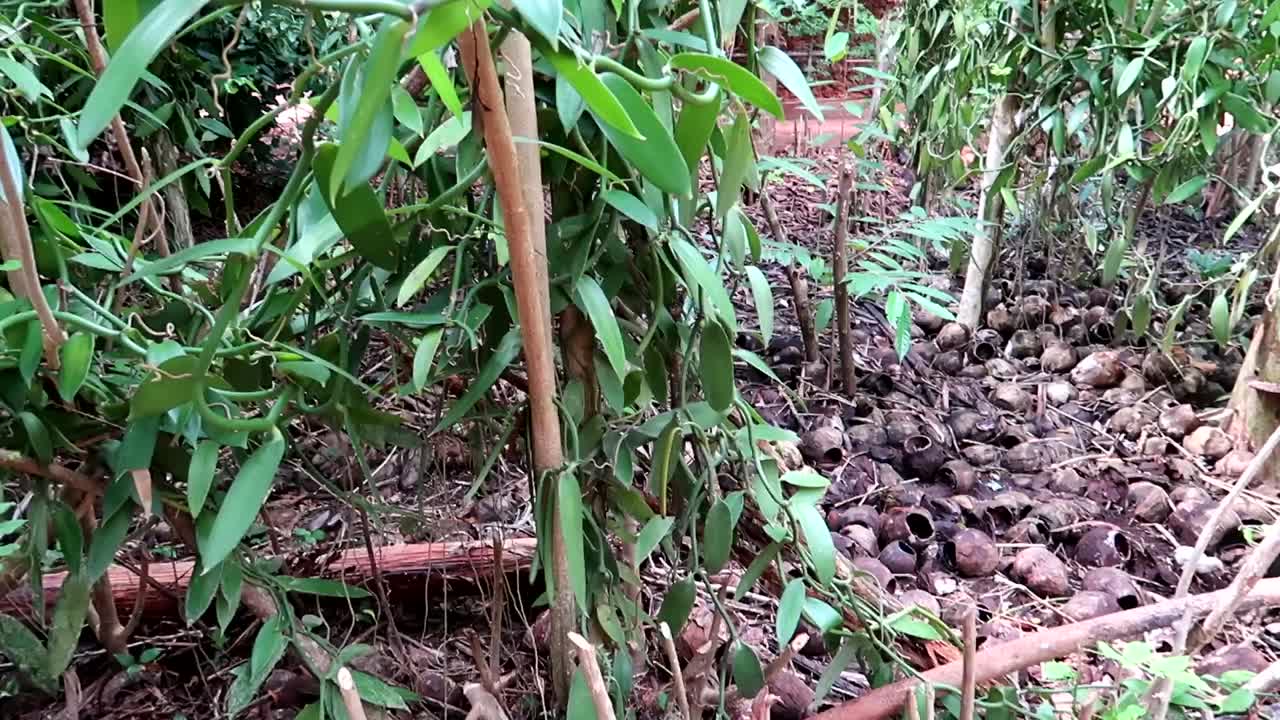 Panning right revealing vanilla plantation and beans in forest garden of Tanzania