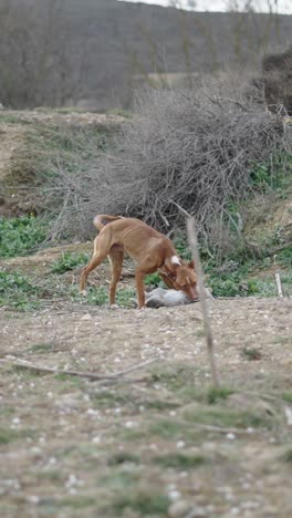 dog hunting rabbit