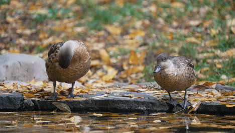 Two-ducks-drinking-and-cleaning-themselves