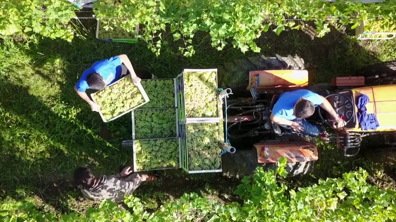 Weinlese im Weinberg mit einem Traktor, von Drohne gefilmt