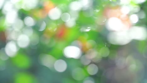 belleza bokeh borroso y luces fuga de fondo de bosque tropical natural. con los sonidos de la naturaleza