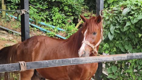 caballo marrón en un establo