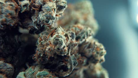 una toma macro cinematográfica detallada de una planta de cannabis, variedades híbridas de naranja, sativa, flor de marihuana, en un soporte giratorio de 360 grados, full hd, super cámara lenta, 120 fps, iluminación de estudio profesional