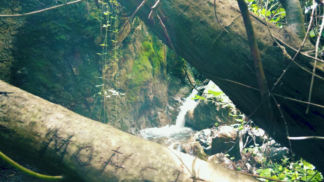 알제리의 나무 잎을 통과하는  ⁇ 빛과 함께 매우 아름다운 폭포