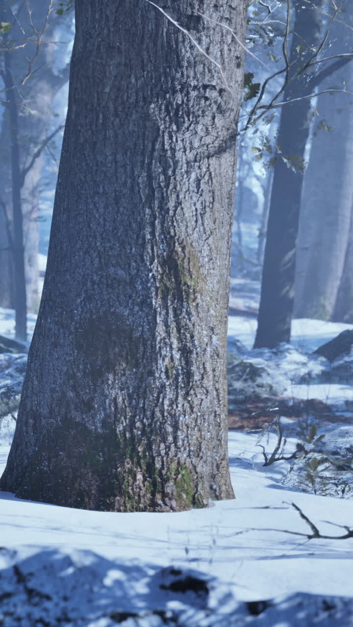 눈 인 숲의 장면: 겨울의 경이로운 나라에서 웅장한 오크 나무