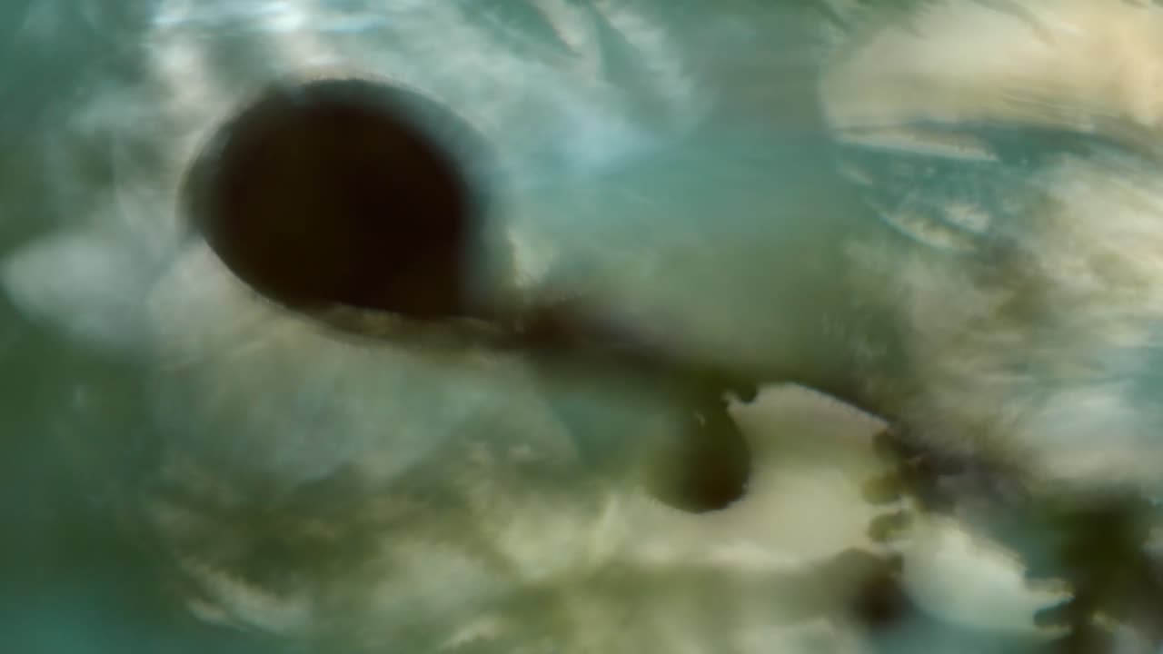 fern in pine forest in New Zealand. curled up fauna