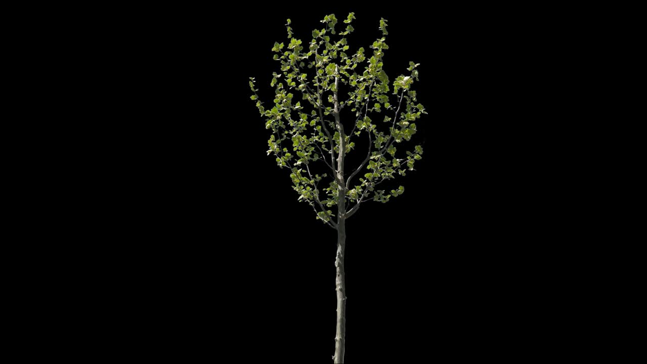 Platanus Isolated Tree