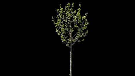 platanus isolated tree