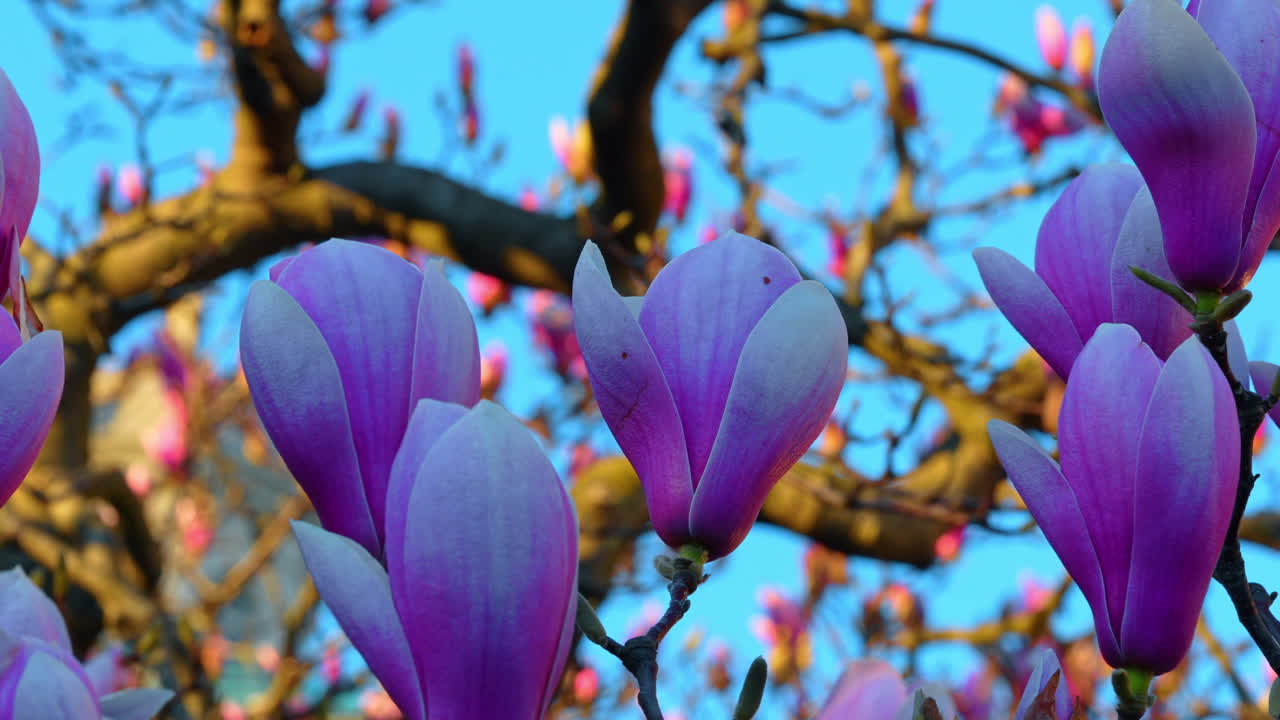 Lilla magnoliablomster mot klar blå himmel i vårsesongen. Levende lilla magnoliablomster på en gren med en lys blå himmelbakgrunn i New York Botanical Garden.