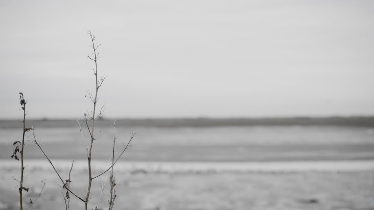 Dead plant to the left of frame, in the background out of focus a body of water and a beach