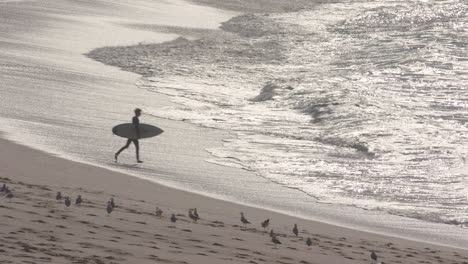a surfer runs out in the early morning for a surf at sydneys famous bondi beach