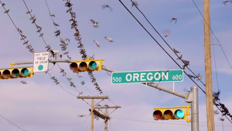 Calle-Oregon-En-El-Centro-De-El-Paso-Con-Muchas-Palomas-En-Las-Líneas-Eléctricas