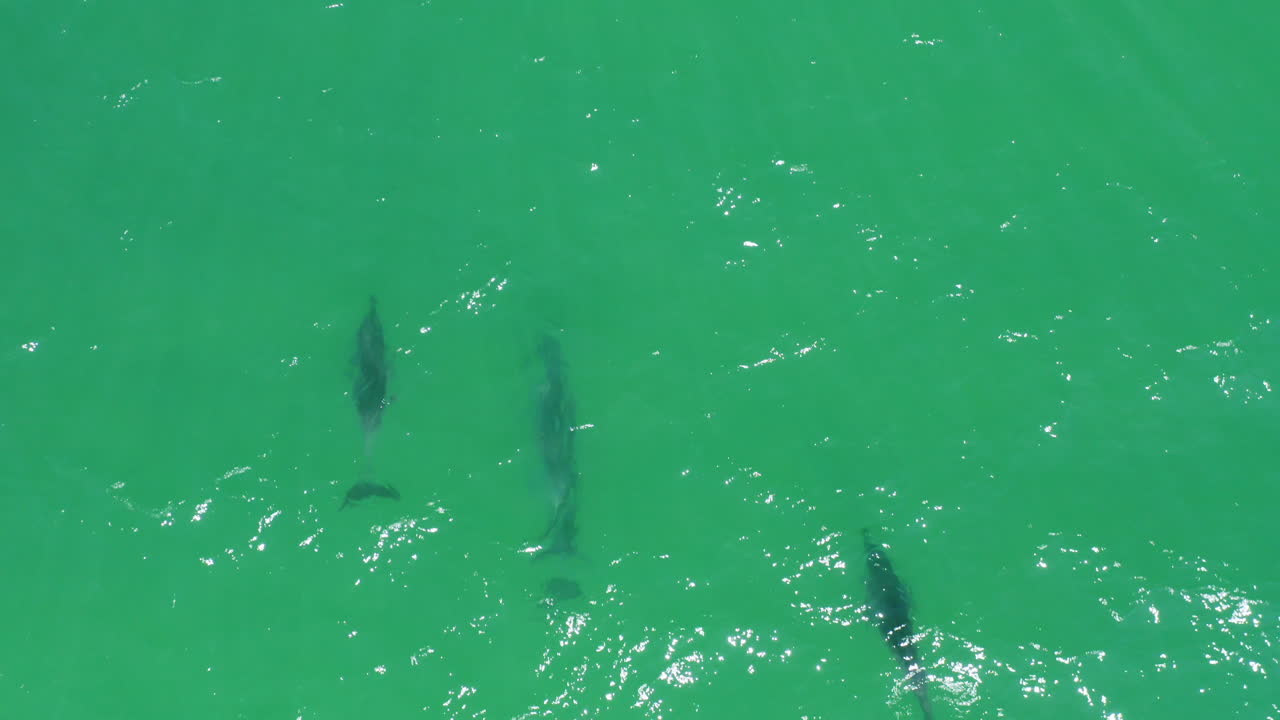 Aerial Drone Over Pod Of Wild Bottlenose Dolphins In Turquoise Ocean, 4K