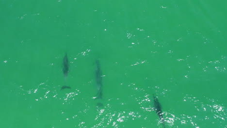 aerial drone over pod of wild bottlenose dolphins in turquoise ocean, 4k