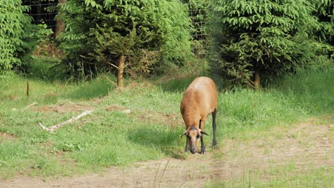 A-Cameroon-Sheep-Standing-Under-The-Sun-At-The-Kashubian-Park-In-Poland---medium-shot