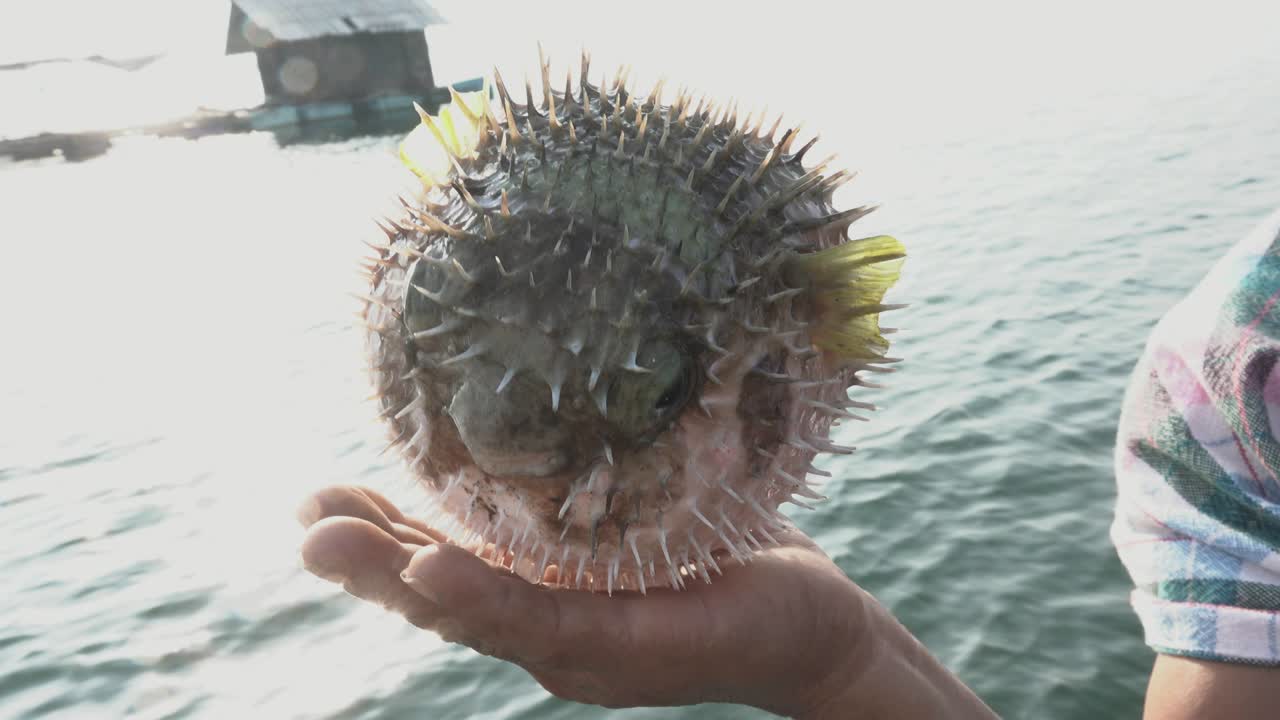 블랙 플래치드 포크스피인피쉬 4k 영상